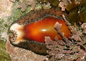 cowrie